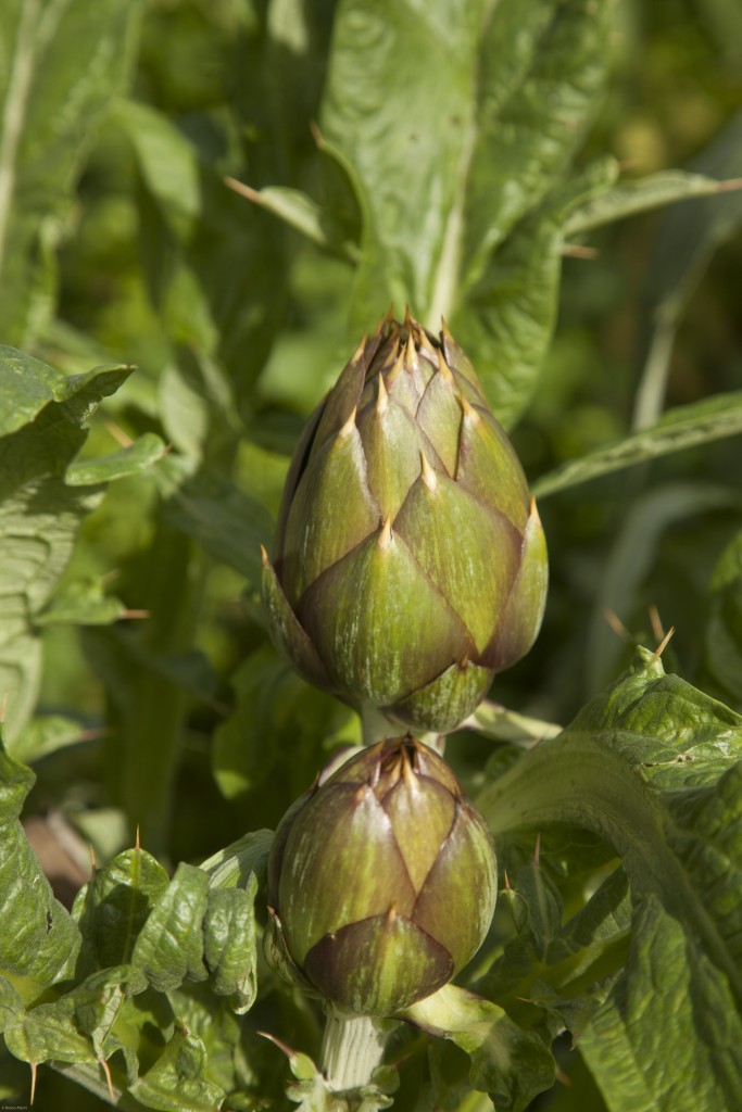 carciofi-0507