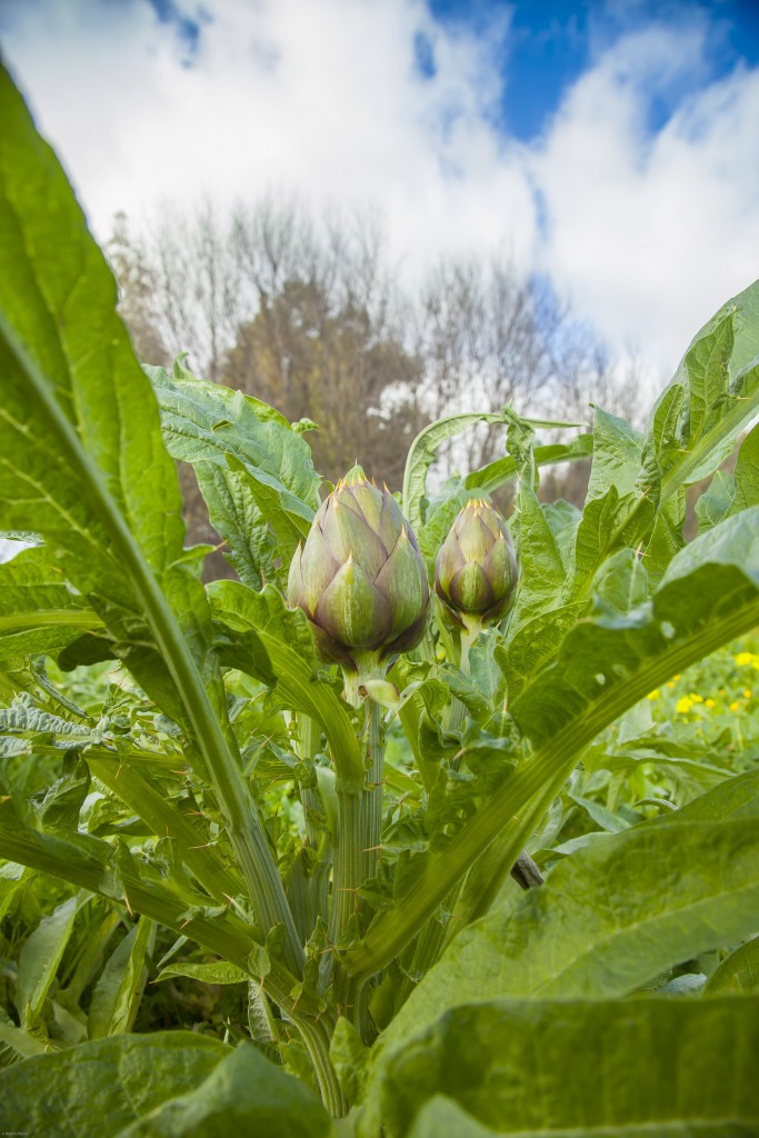 carciofi-0514